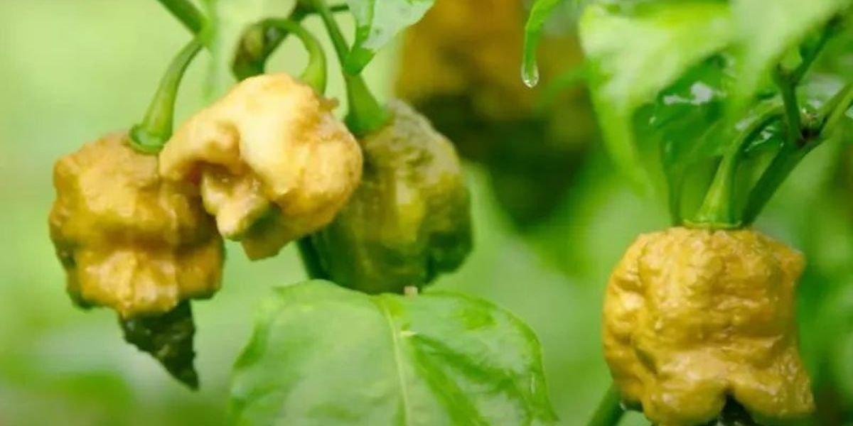 Daftar Habanero Terbaik untuk Menambah Rasa Pedas pada Masakanmu