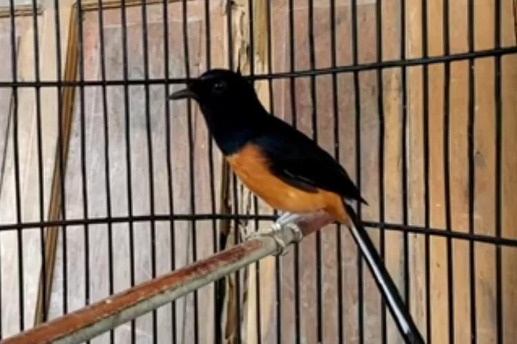 Gacor BRI: Tips dan Trik Agar Murai Batu Anda Cepat Gacor