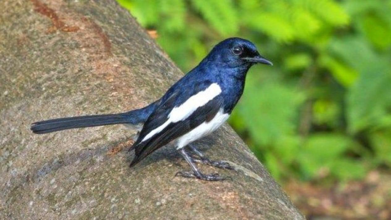 Daftar Gacor Resmi: Rekomendasi Terbaik untuk Suara Burung Anda