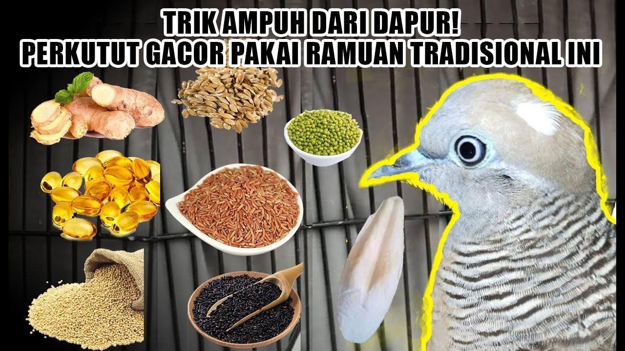 Tips dan Trik Agar Burung Anda Gacor Online