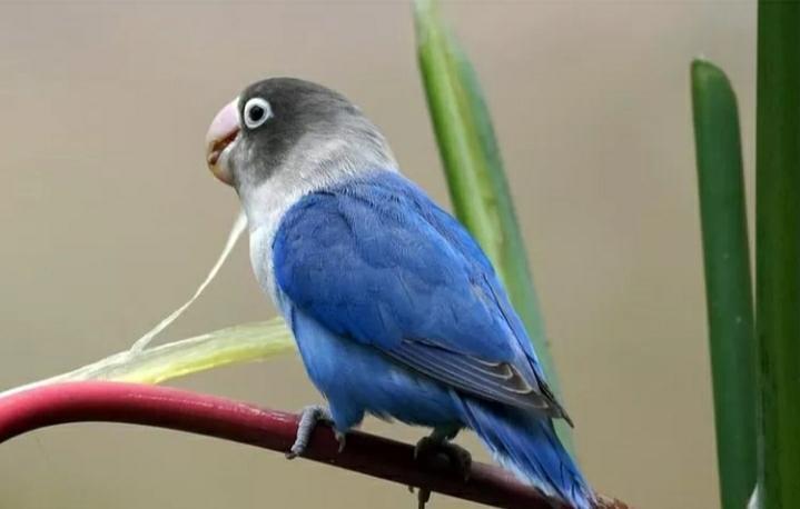 Tips dan Trik Agar Burung Anda Gacor Online