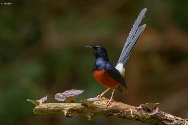 Daftar Gacor Resmi: Rekomendasi Terbaik untuk Suara Burung Anda
